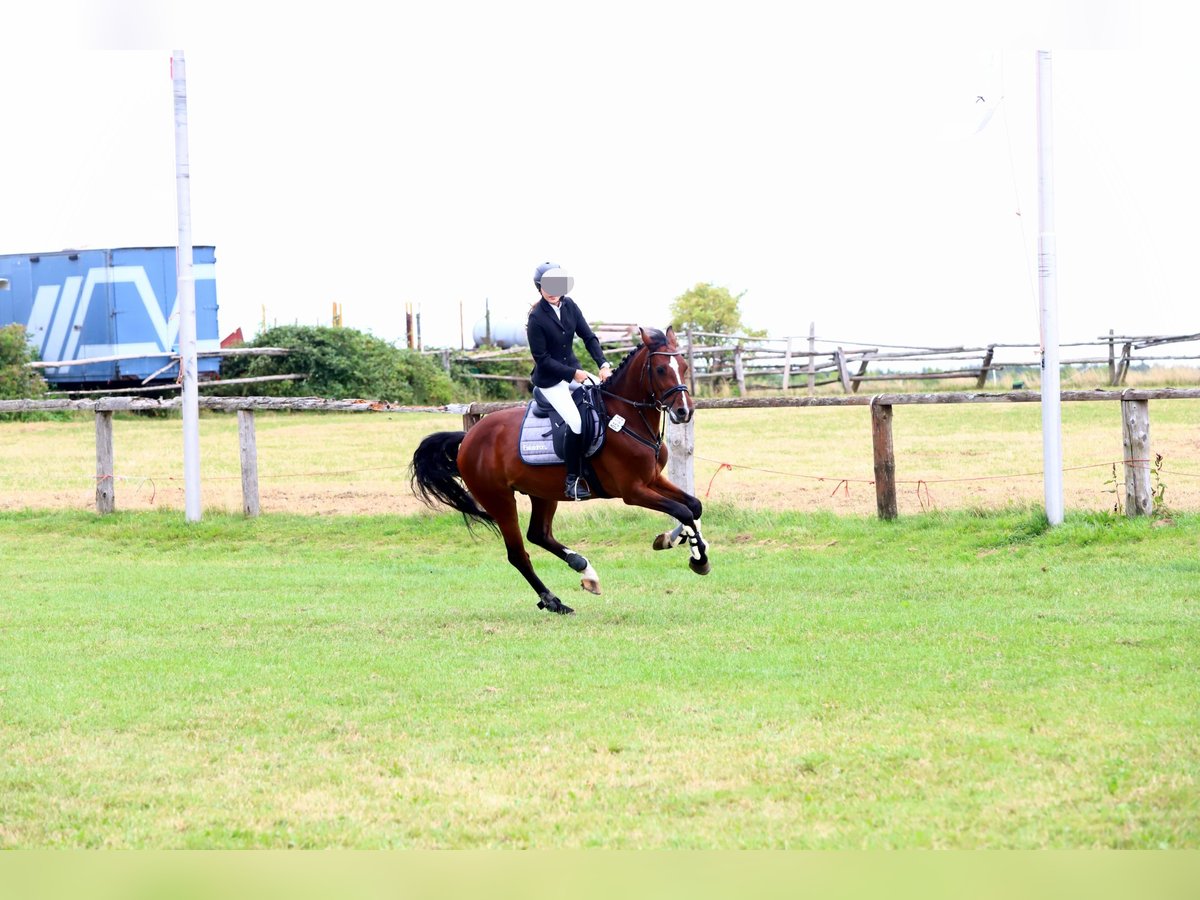 Westphalian Gelding 13 years 15,2 hh Brown in Stolberg (Rheinland)