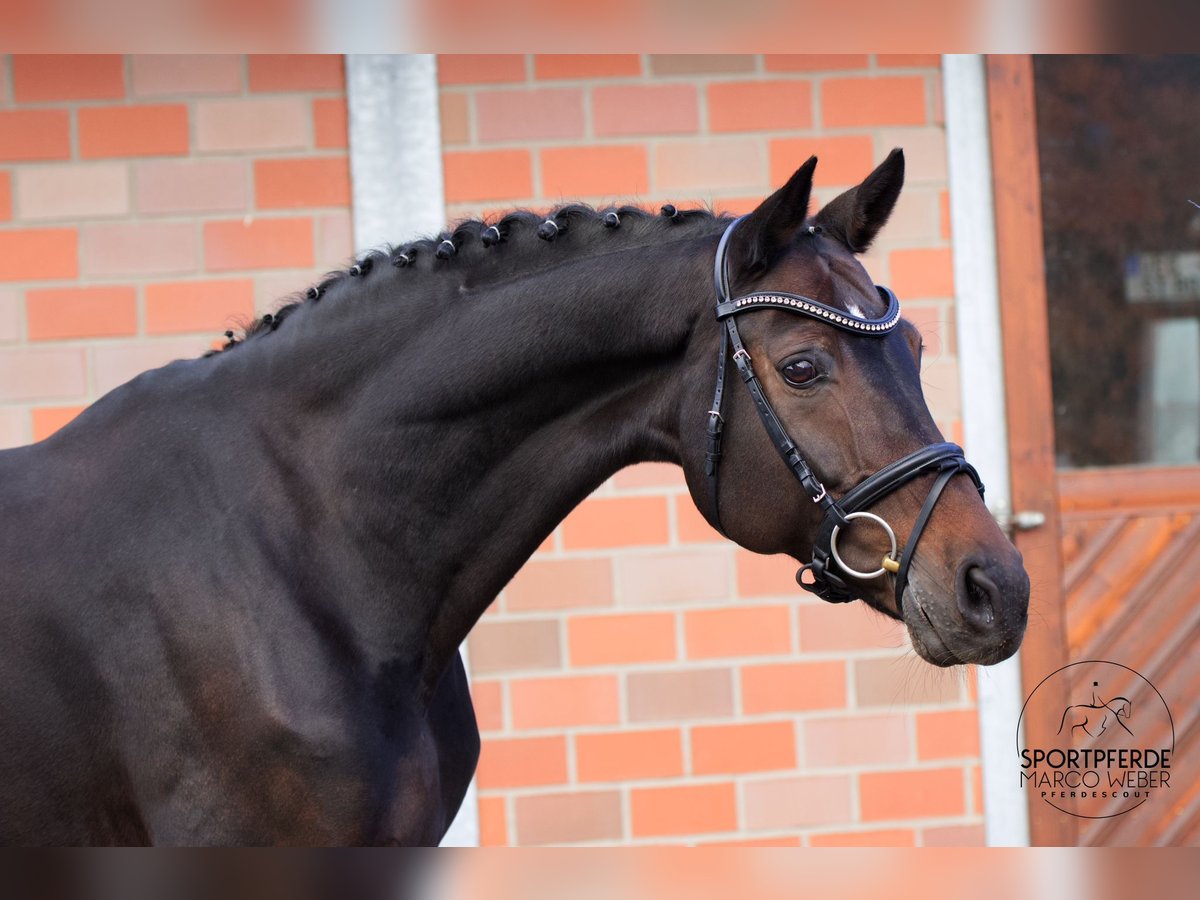 Westphalian Gelding 13 years 16,1 hh Bay-Dark in Vechta