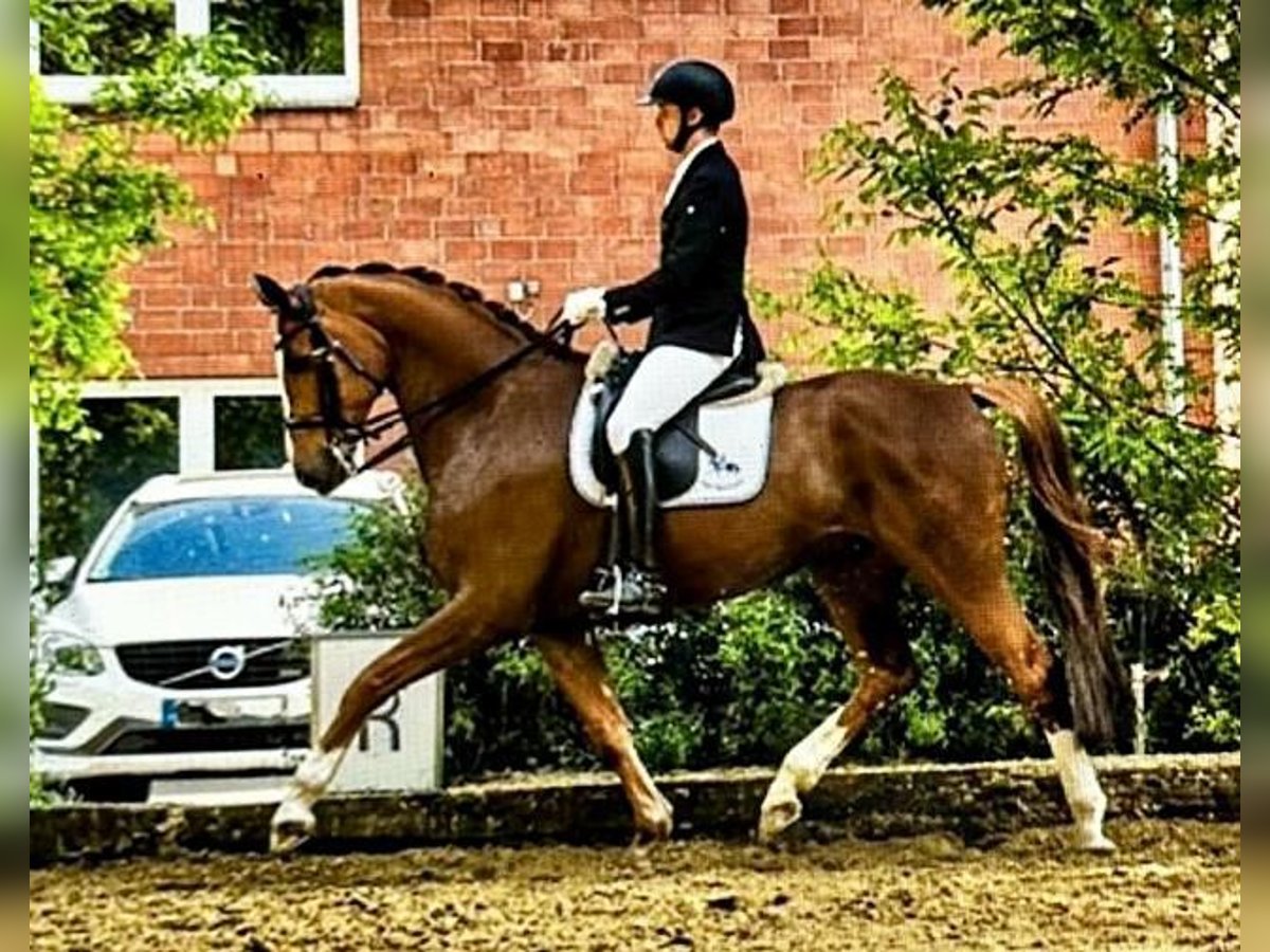 Westphalian Gelding 13 years 16,3 hh Chestnut in Bottrop