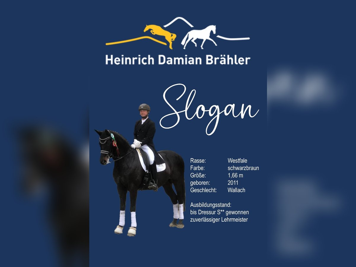 Westphalian Gelding 13 years 16 hh Smoky-Black in Herbstein