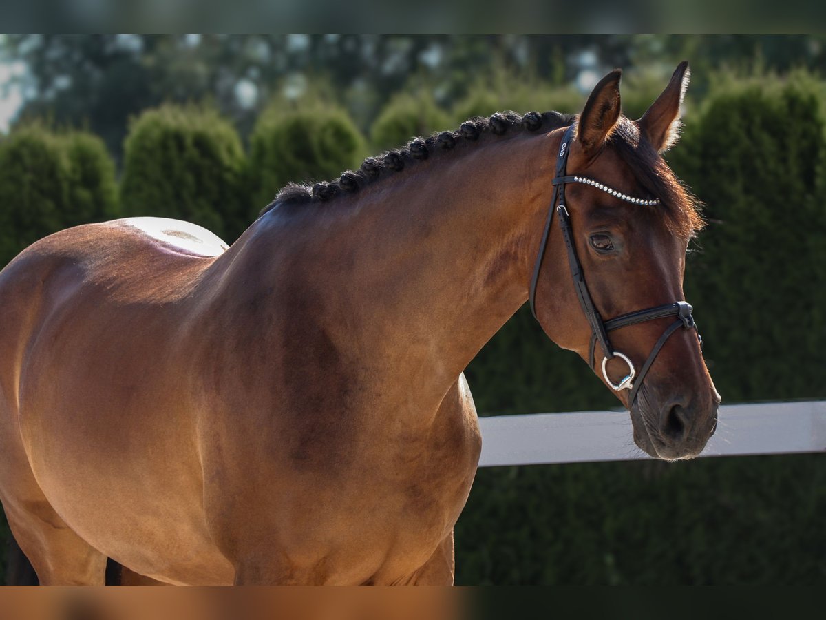 Westphalian Gelding 13 years 16,1 hh Brown in Schw&#xE4;bisch Hall