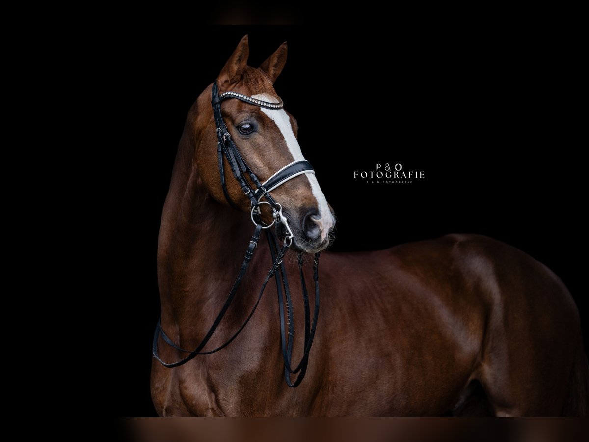 Westphalian Gelding 13 years 16,2 hh Chestnut in Haltern am Se