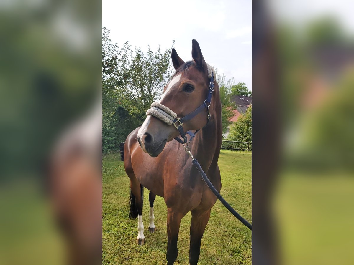 Westphalian Gelding 13 years 17,1 hh Brown in Iserlohn