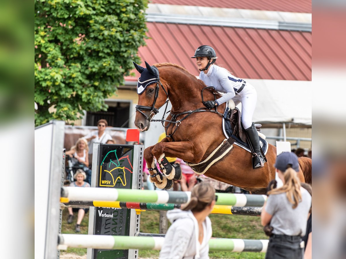 Westphalian Gelding 13 years 17,1 hh Chestnut-Red in Ochsenhausen