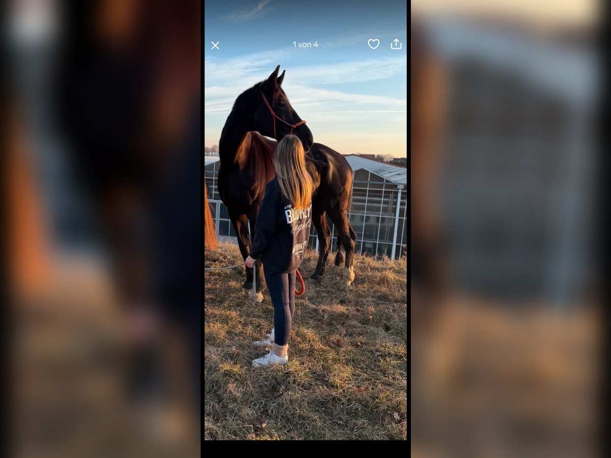 Westphalian Gelding 13 years 17,2 hh Black in N&#xFC;rnberg