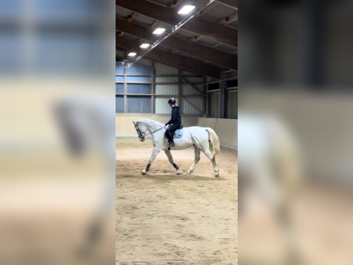 Westphalian Gelding 14 years 16,3 hh Gray-Fleabitten in Hennef