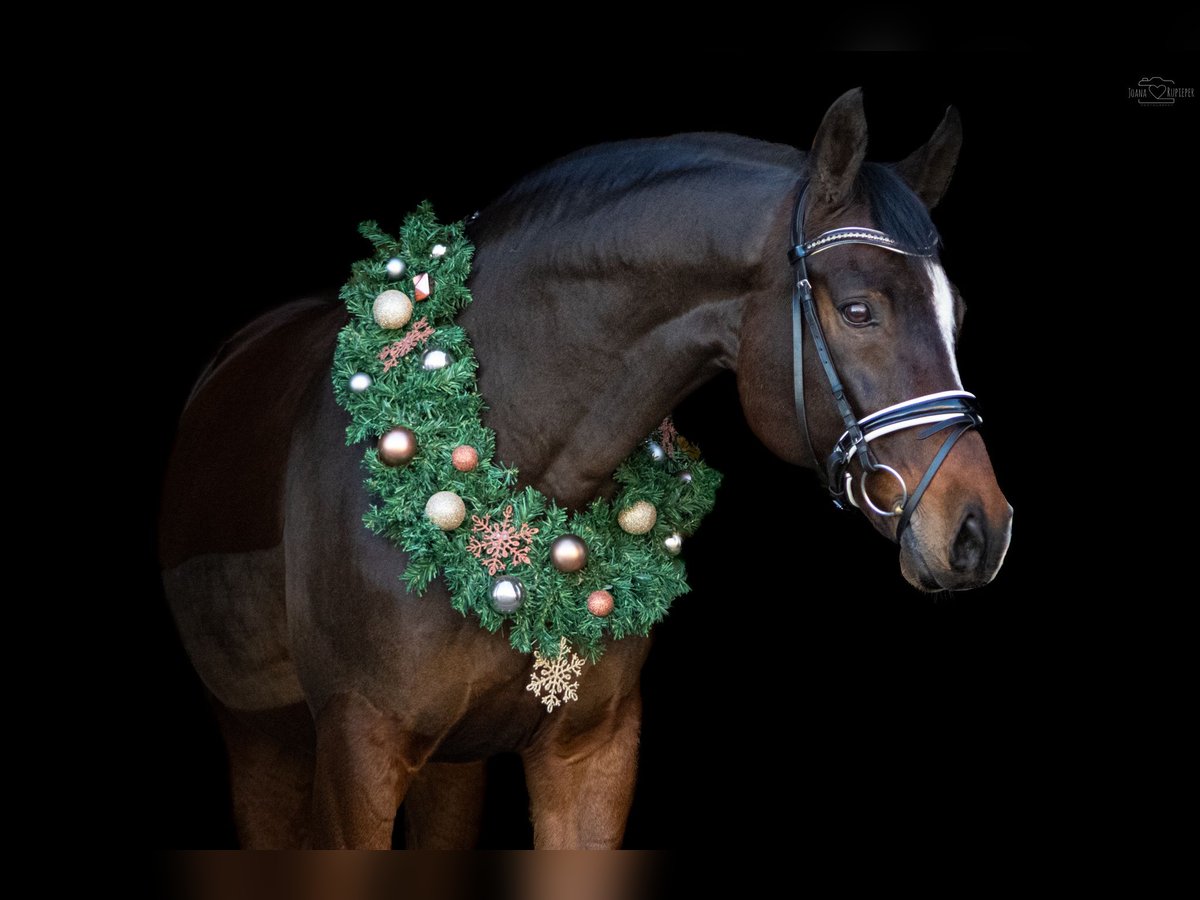 Westphalian Gelding 14 years 16 hh Brown in Witten