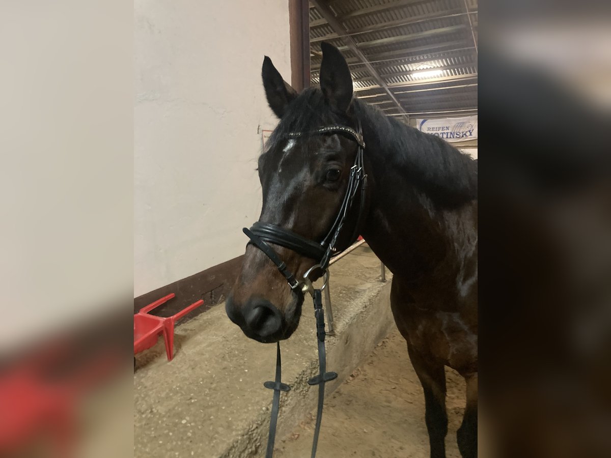 Westphalian Gelding 14 years 16,2 hh Brown in Lahnstein