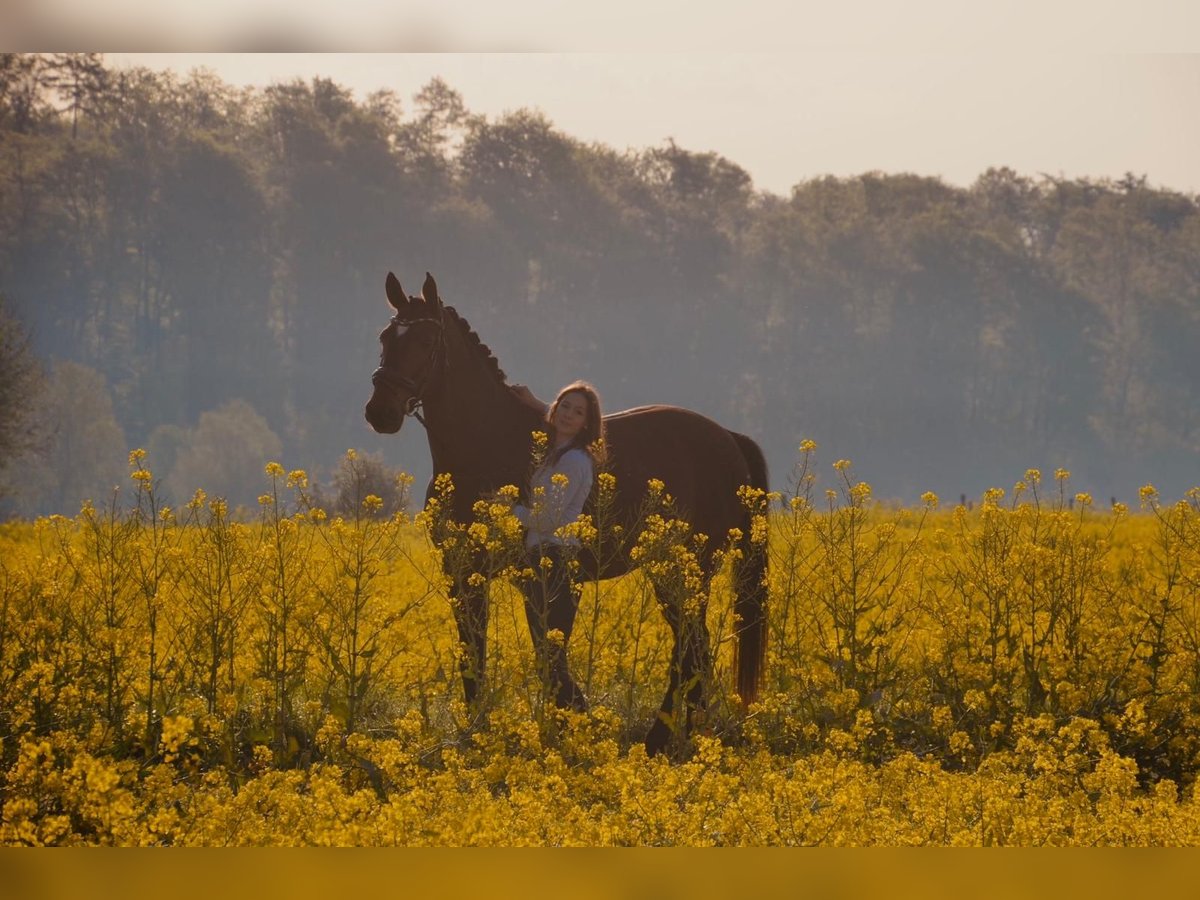 Westphalian Gelding 14 years 17 hh Brown in Bad Driburg