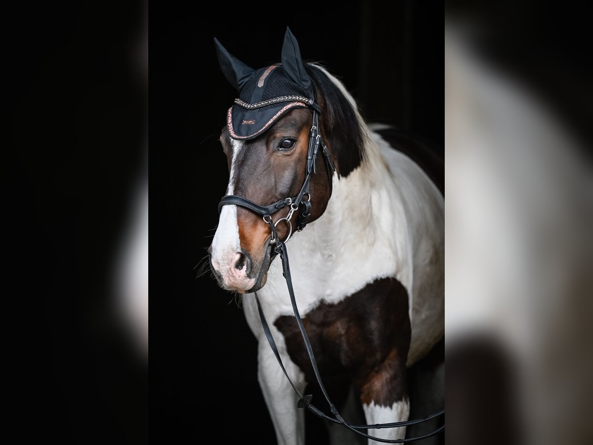 Westphalian Mix Gelding 14 years 17 hh Pinto in Vaduz Westphalian Mix Gelding 14 years 17 hh Pinto in Vaduz