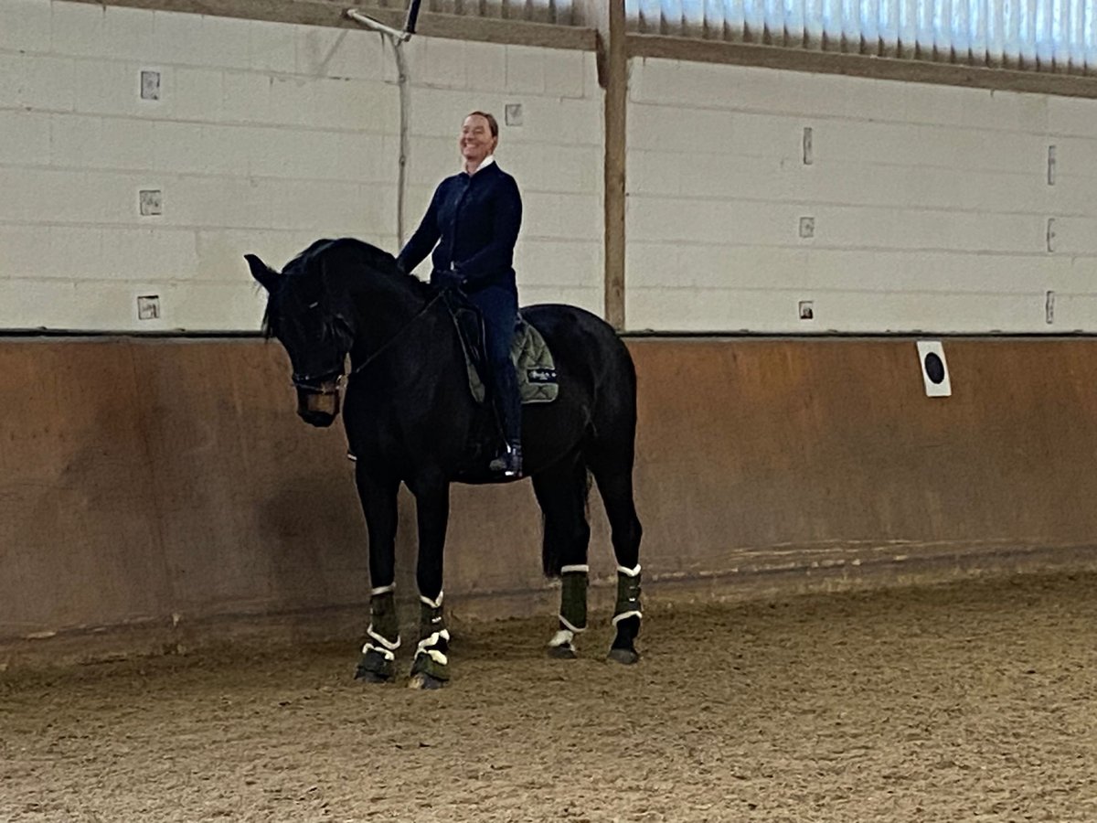 Westphalian Gelding 14 years 17 hh Smoky-Black in Vechta