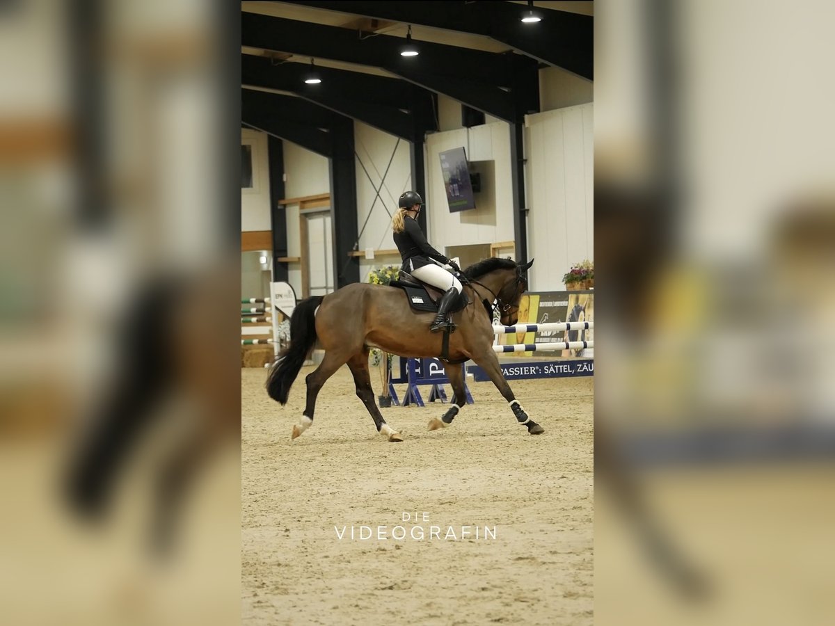 Westphalian Gelding 15 years 16,1 hh Brown in Diemelsee