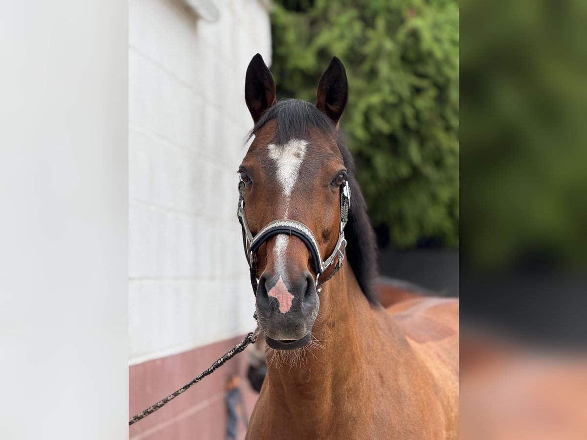 Westphalian Gelding 15 years 16 hh Bay-Dark in Oberursel