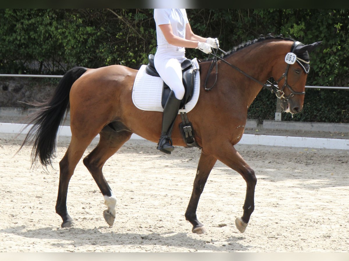 Westphalian Gelding 15 years 16 hh Brown in Beckum
