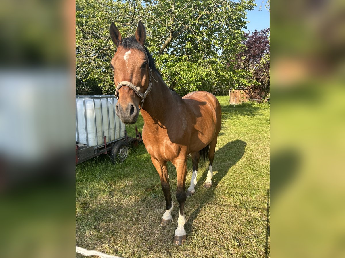 Westphalian Gelding 15 years 16 hh Brown in Lauterbach