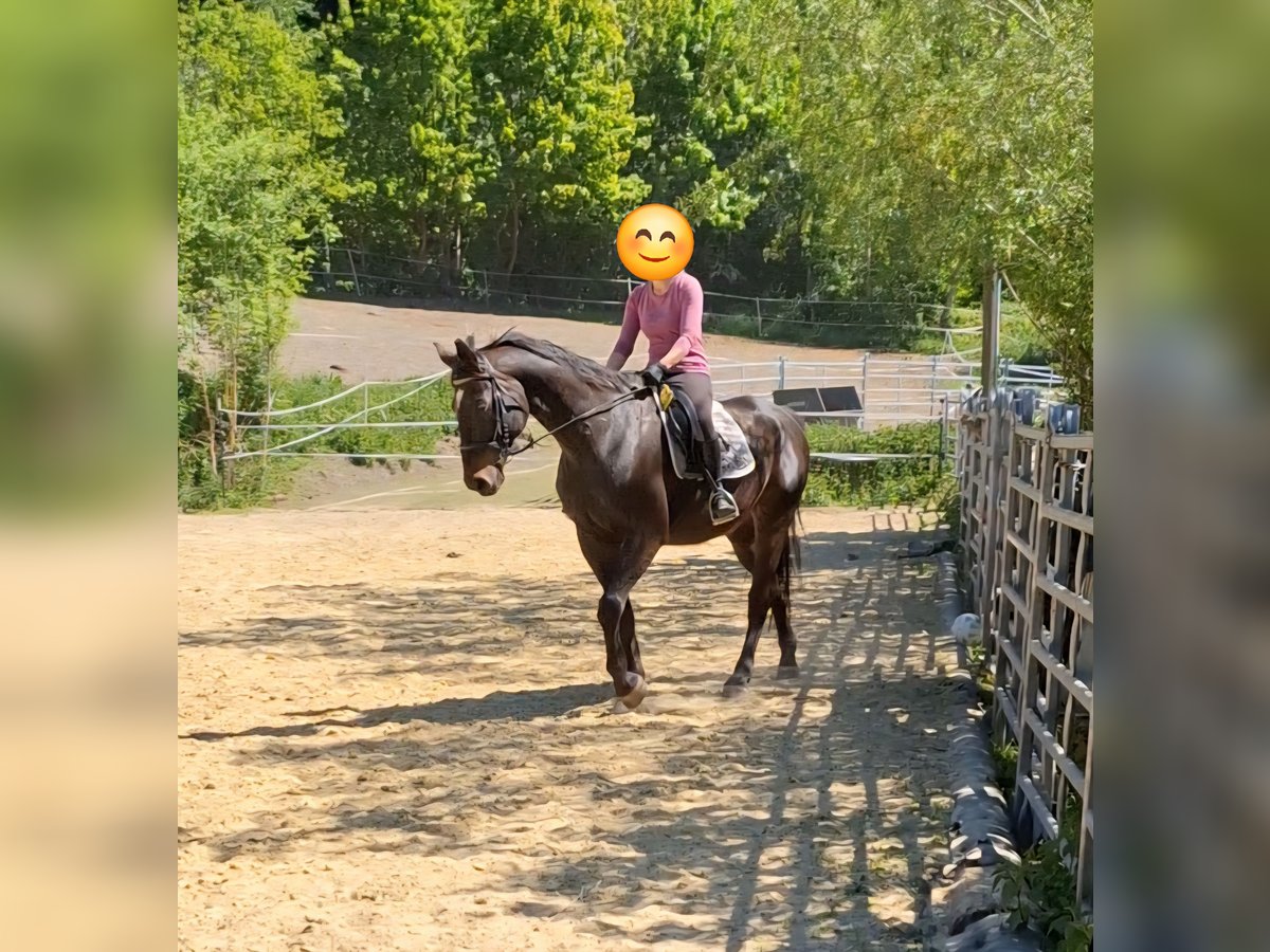 Westphalian Gelding 15 years 16,2 hh in Hattingen