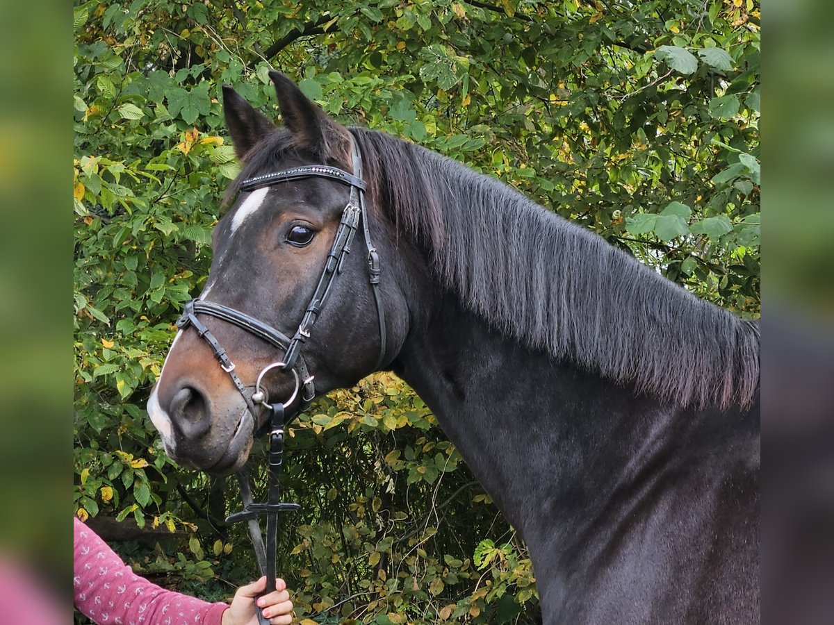 Westphalian Gelding 15 years 16,2 hh Smoky-Black in Wachtendonk