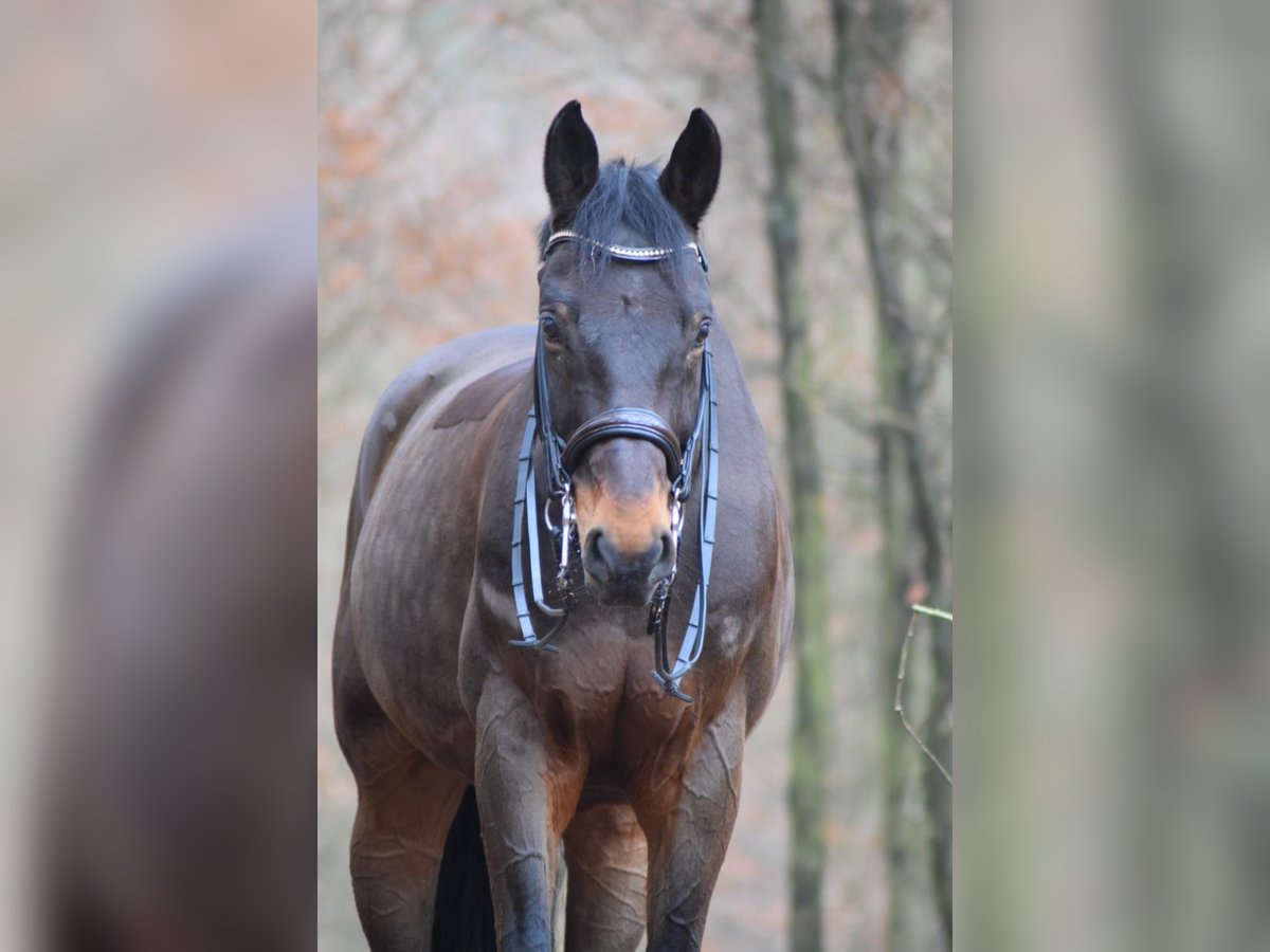 Westphalian Gelding 15 years 17 hh Brown in Sulzbach am Main