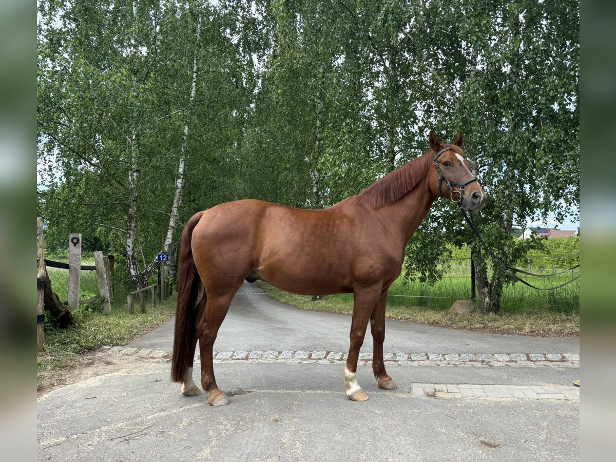 Westphalian Gelding 16 years 15,2 hh Chestnut-Red in Hiddenhausen