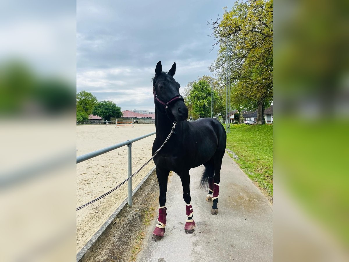 Westphalian Gelding 16 years 15,2 hh Black in Sindelfingen