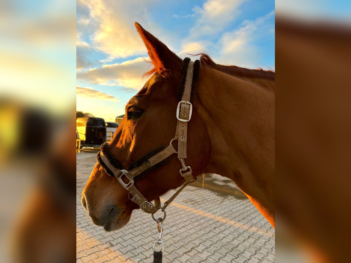 Westphalian Gelding 16 years 16,1 hh Chestnut-Red in Geldern