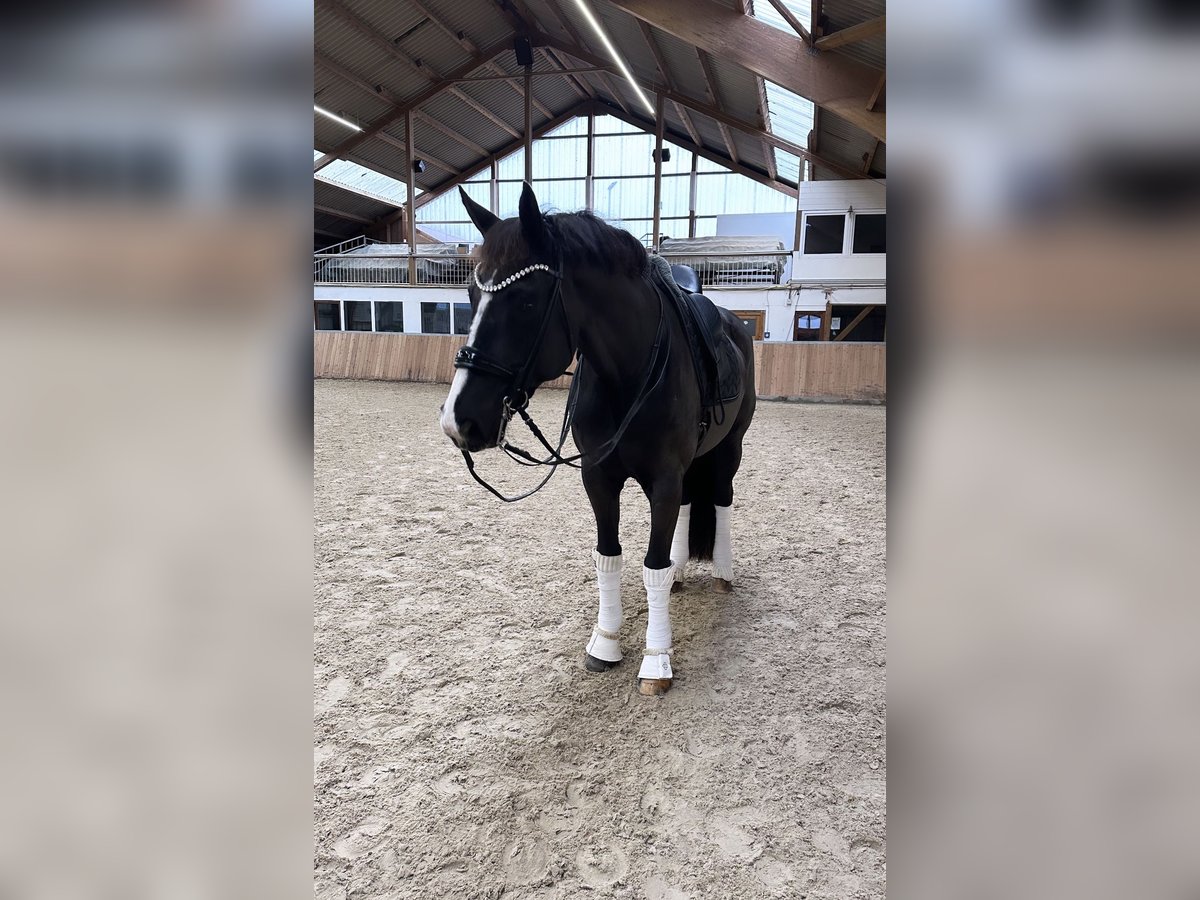 Westphalian Gelding 16 years 16,2 hh Black in Guxhagen