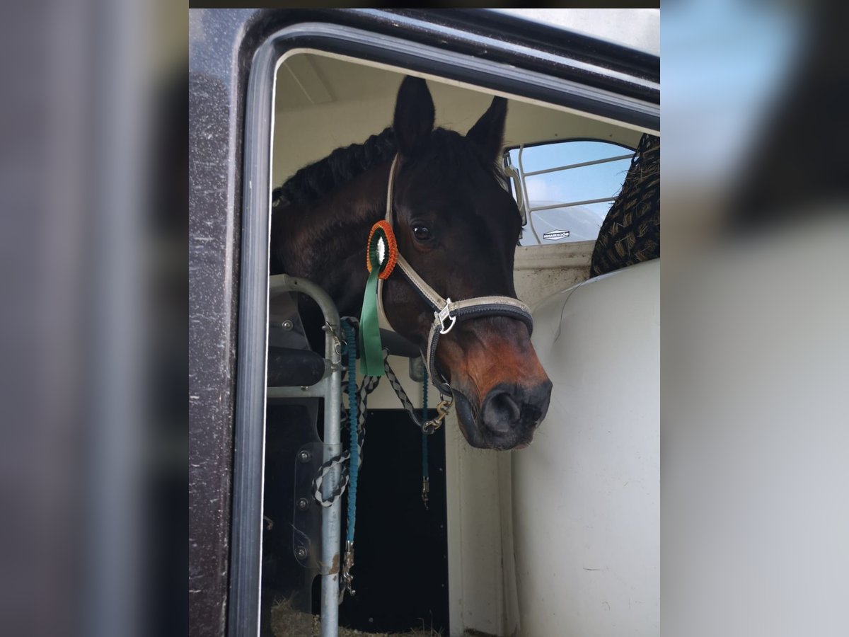 Westphalian Gelding 16 years 16,2 hh Smoky-Black in Donauwörth