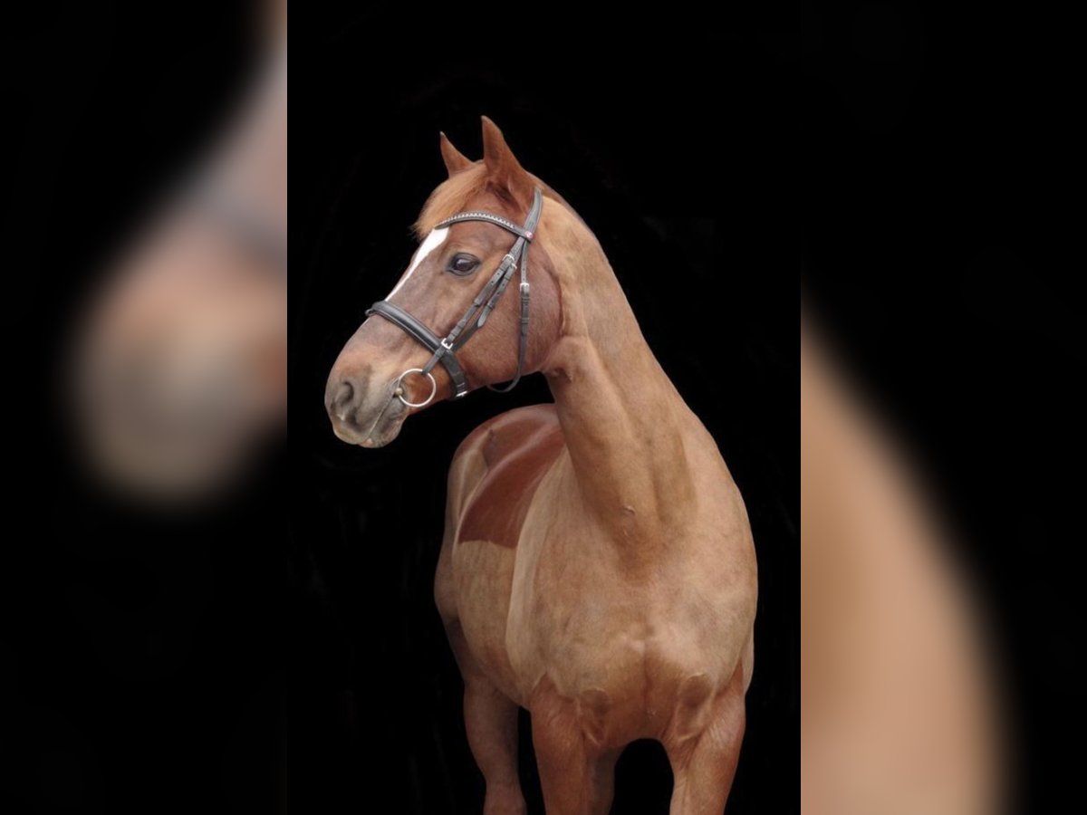 Westphalian Gelding 16 years 16,1 hh Chestnut-Red in Kerpen