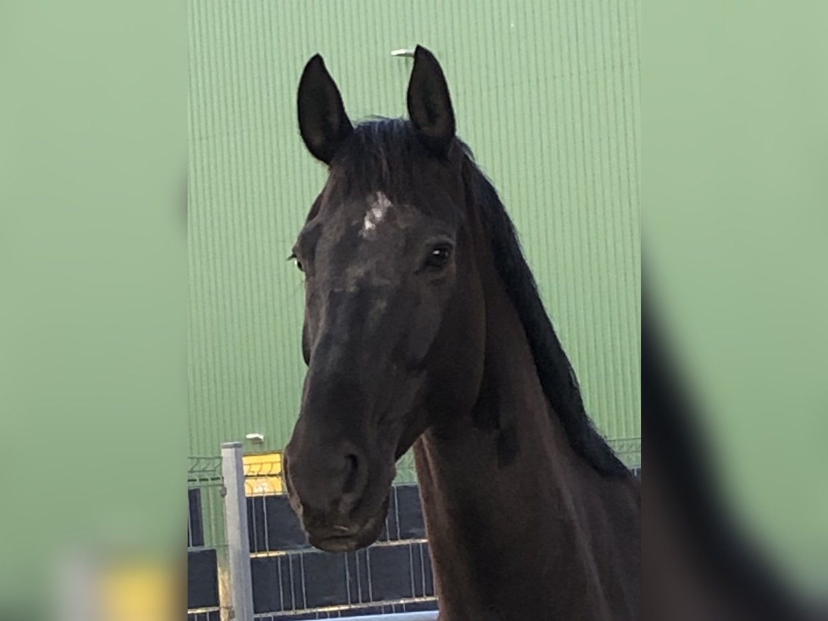 Westphalian Gelding 16 years 16,2 hh Black in Ehrenkirchen