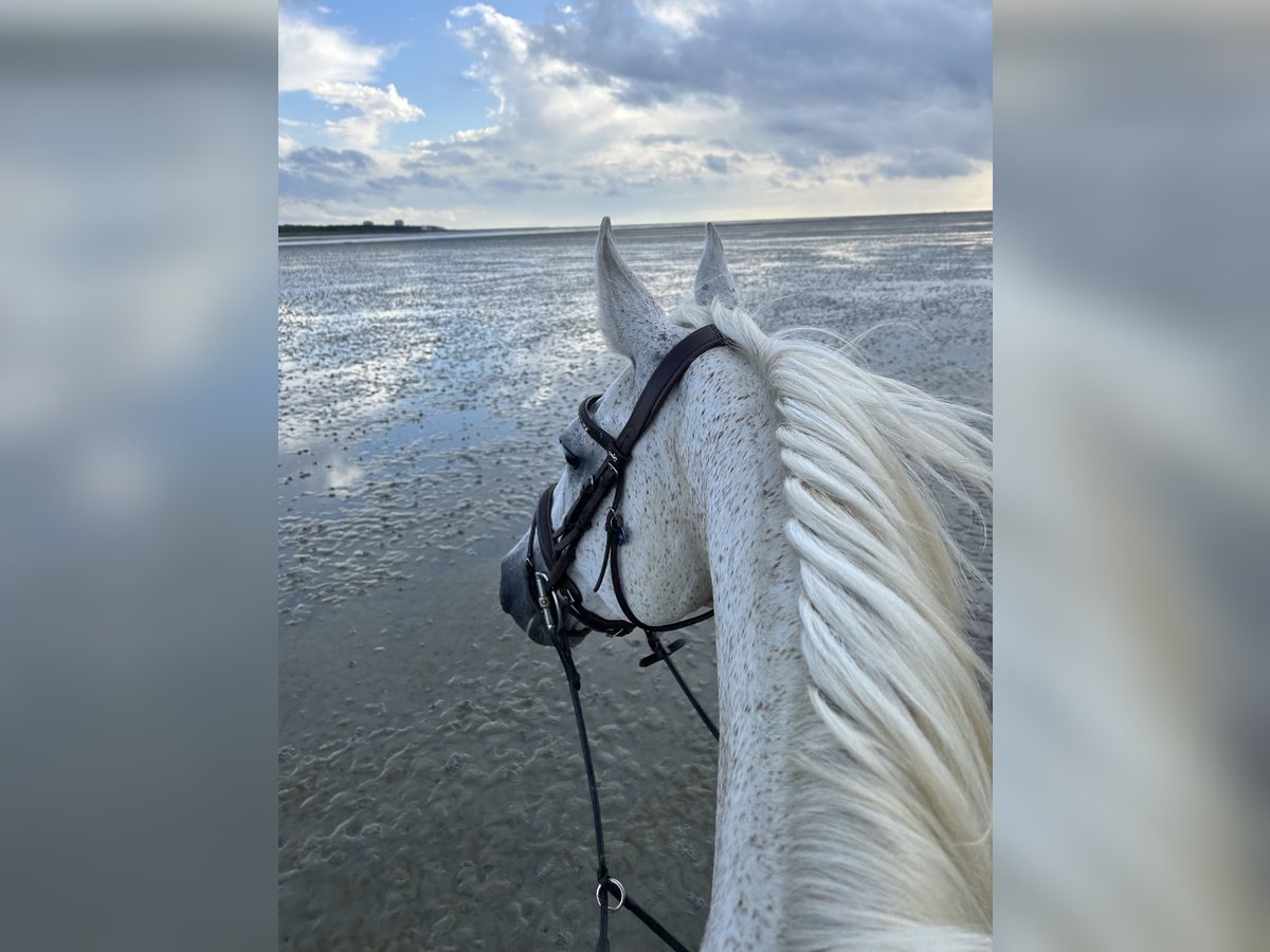 Westphalian Gelding 17 years 16,3 hh Gray in Weitenhagen