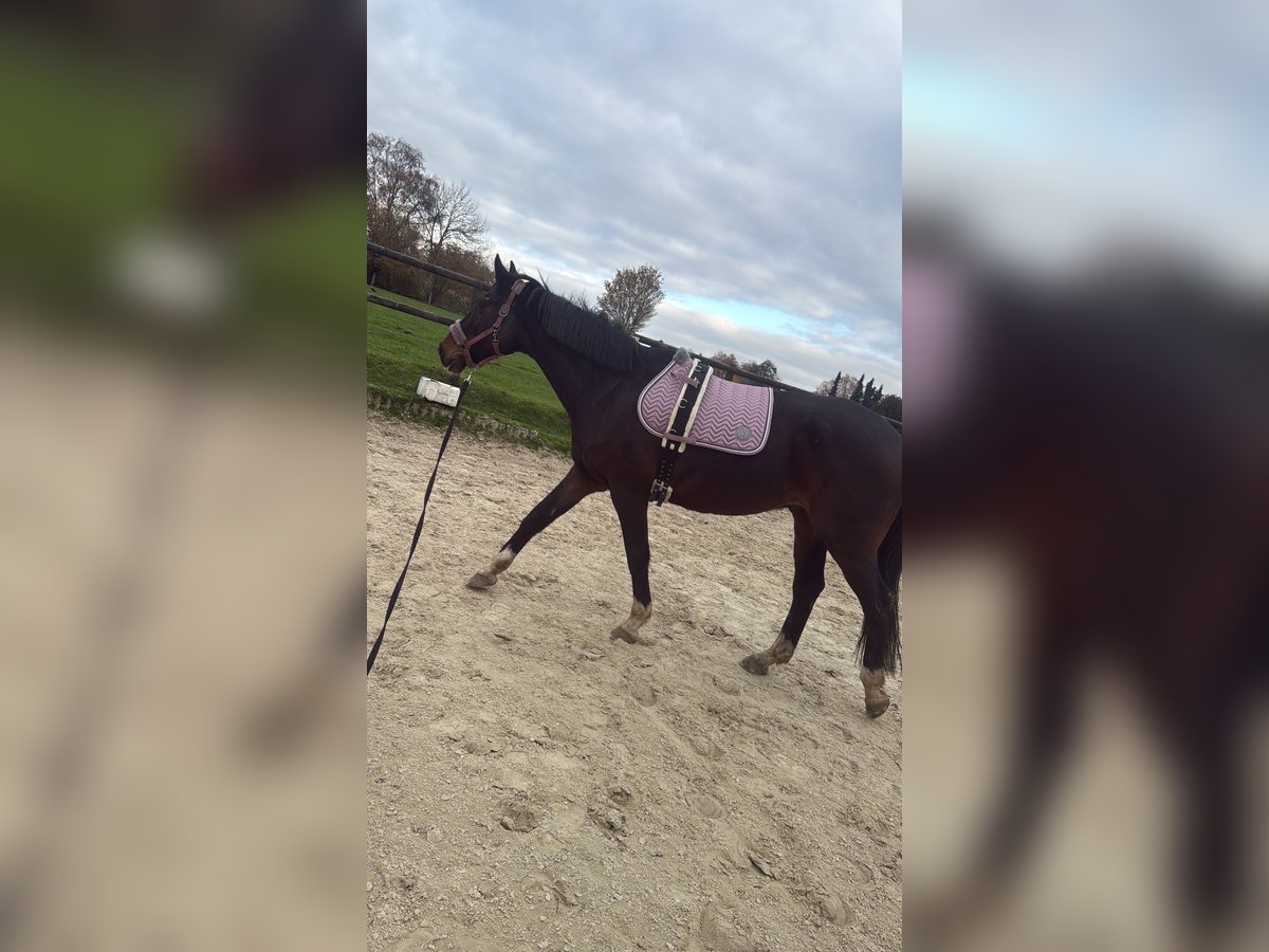 Westphalian Gelding 17 years 16,1 hh Bay-Dark in RecklinghausenRecklinghausen