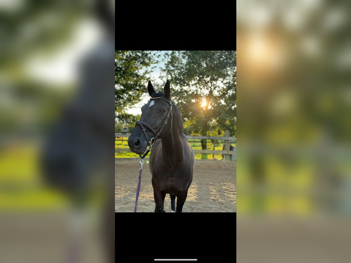 Westphalian Gelding 17 years 16,2 hh Black in Hückelhoven