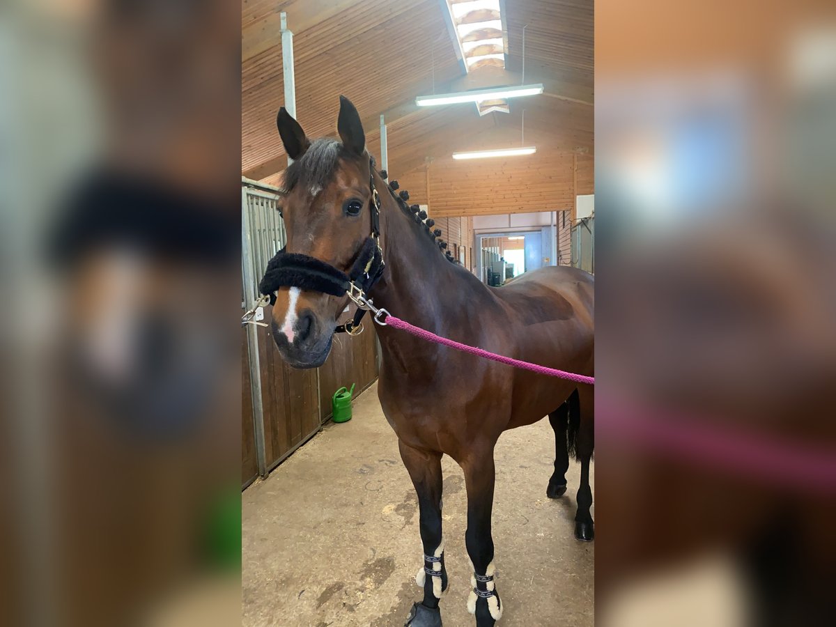 Westphalian Gelding 18 years 16 hh Brown in Waldachtal