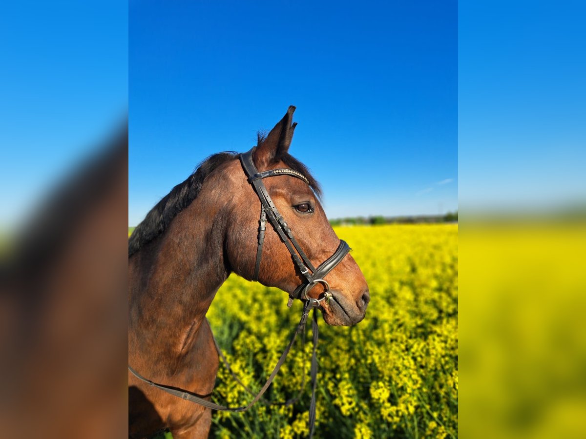 Westphalian Gelding 18 years 16,1 hh Brown in Gro&#xDF;ostheim