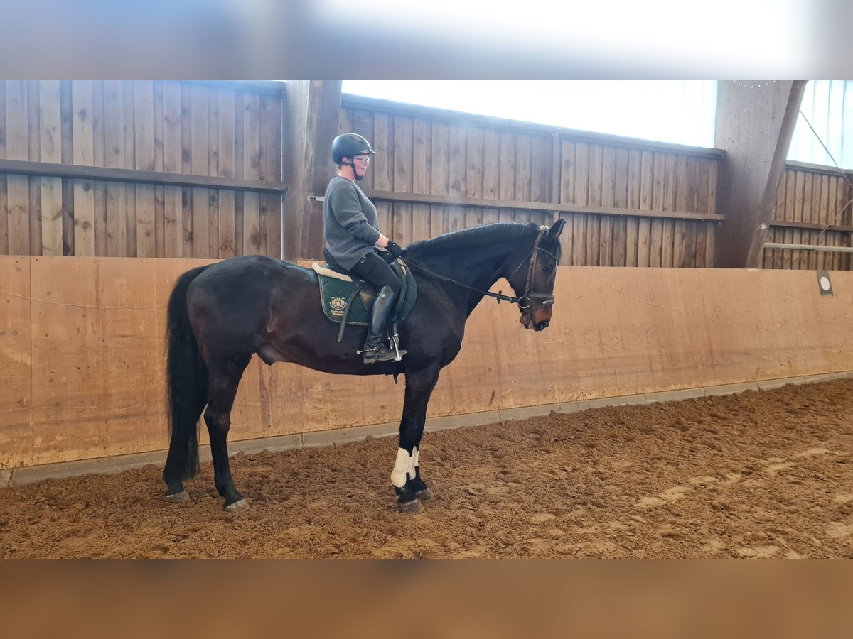 Westphalian Gelding 19 years 16,2 hh Bay-Dark in Detmold