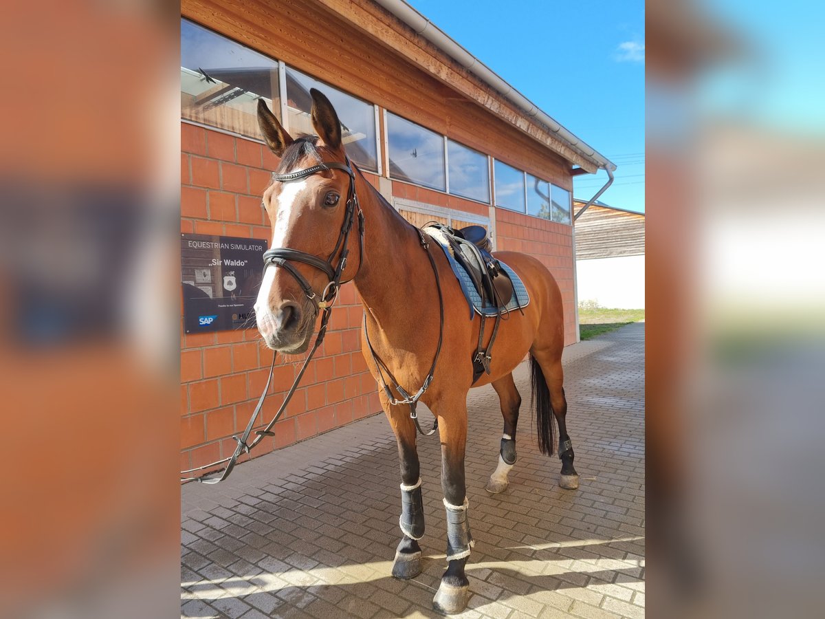 Westphalian Gelding 19 years 17 hh Brown in Walldorf