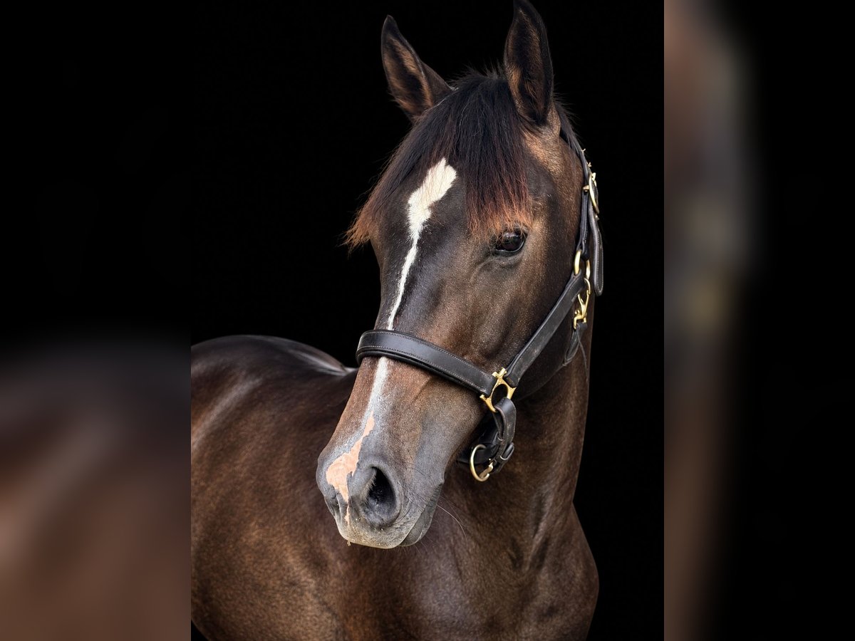 Westphalian, Gelding in Leesburg