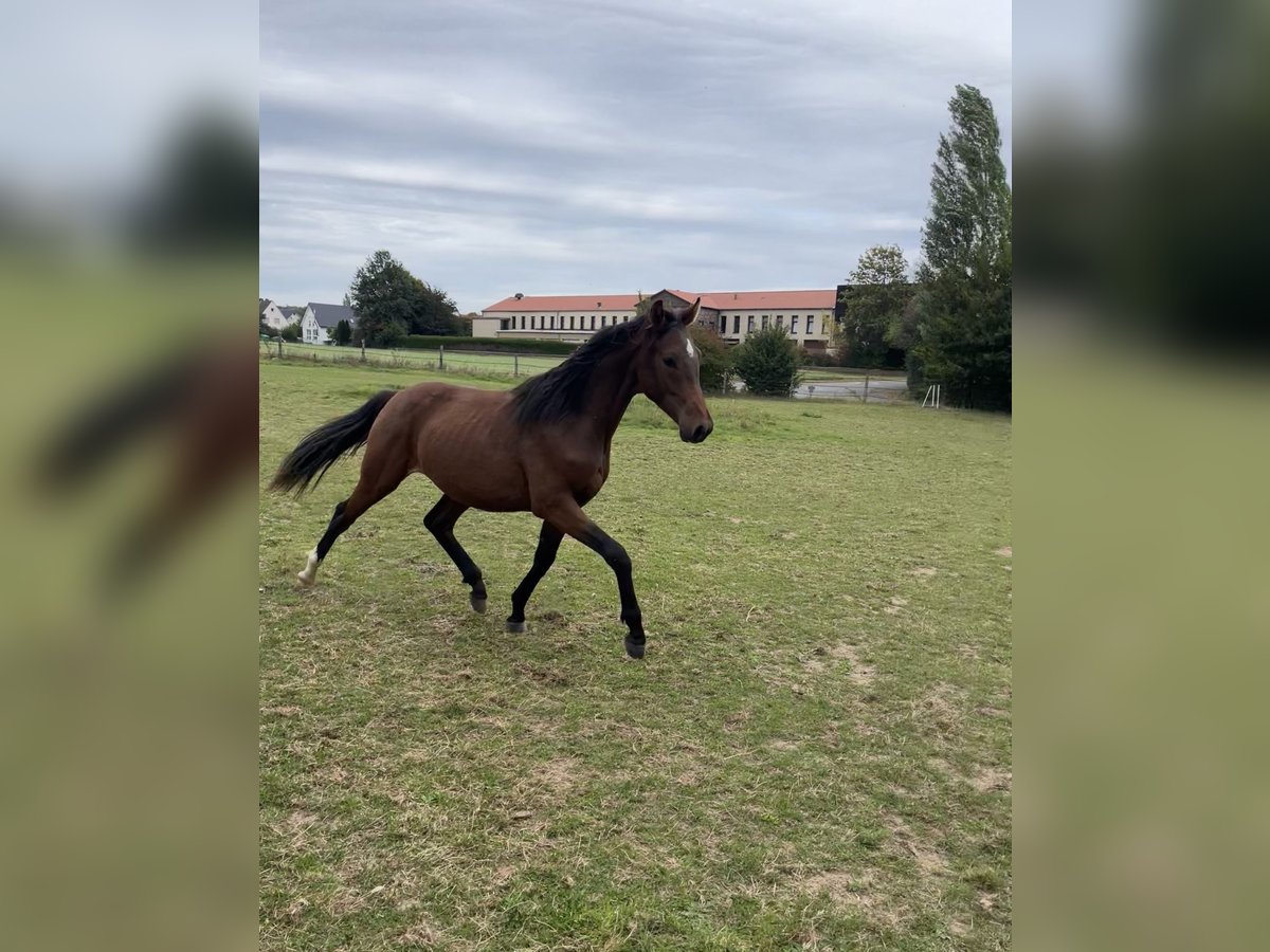 Westphalian Gelding 1 year Brown in Porta Westfalica