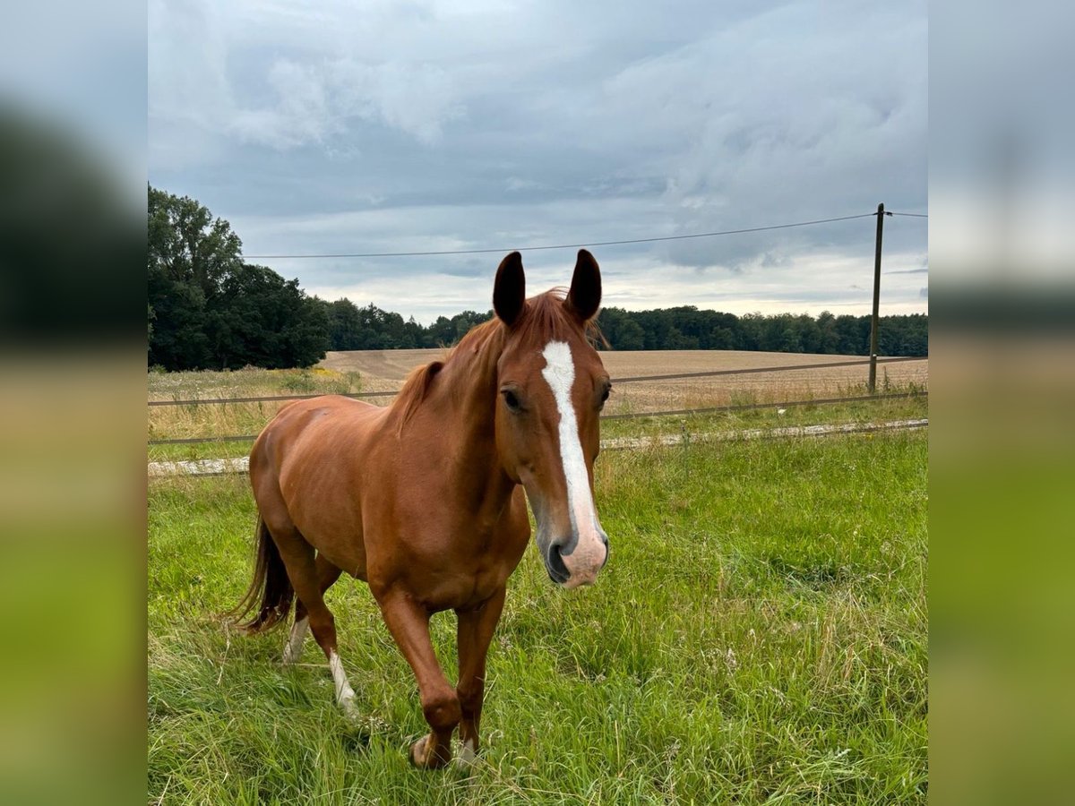 Westphalian Gelding 22 years 15,3 hh Chestnut-Red in Hameln