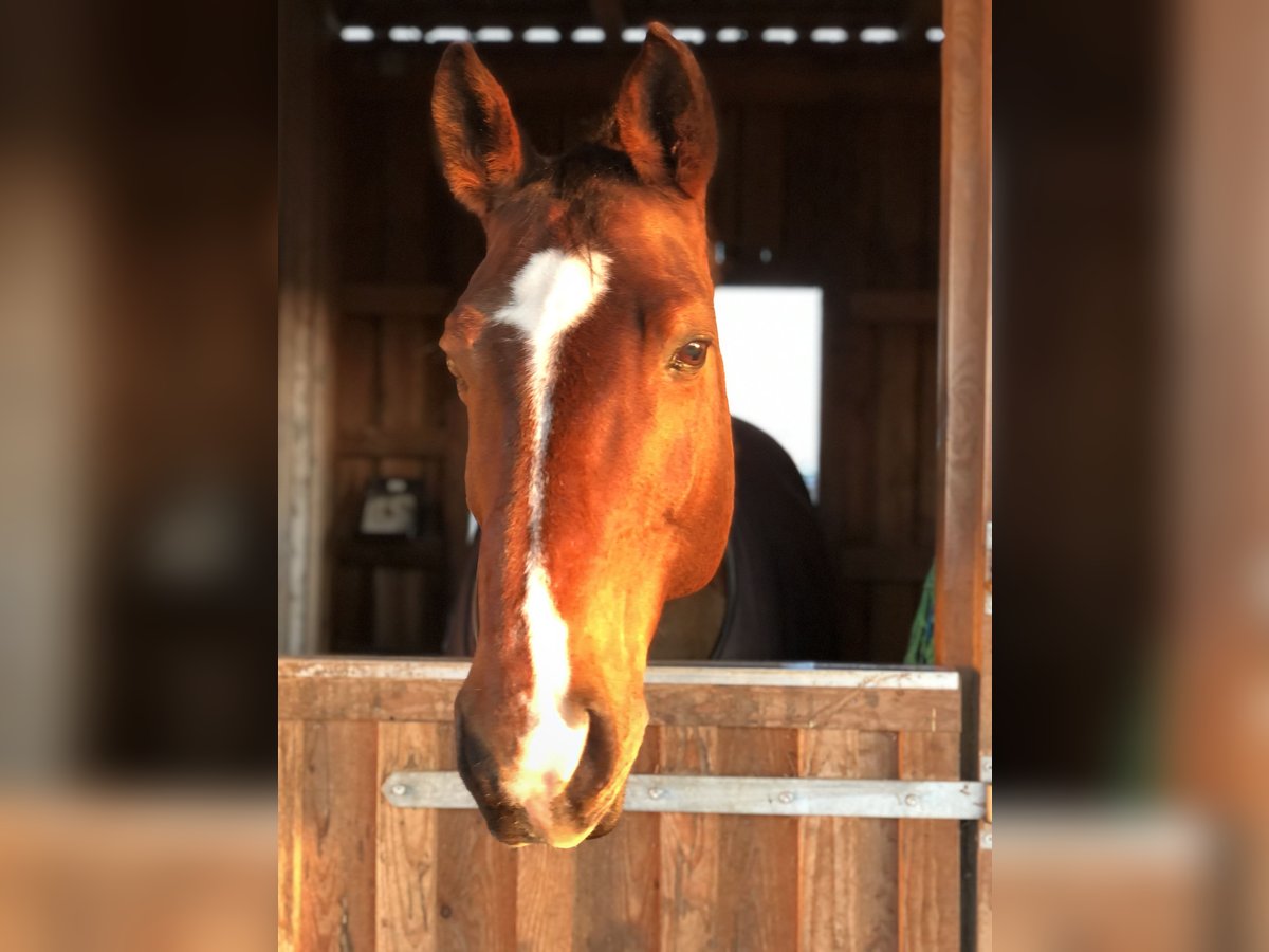 Westphalian Gelding 25 years 16,3 hh Brown in Rosendahl