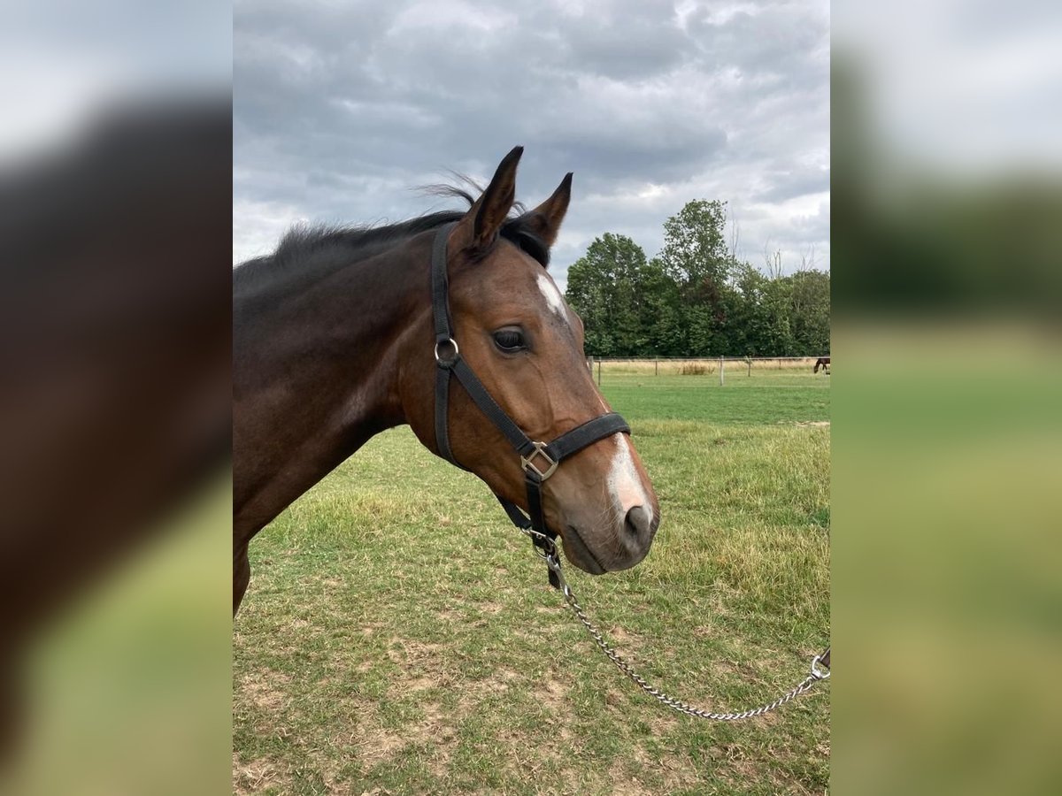 Westphalian Gelding 2 years 15,2 hh Bay-Dark in Uedem