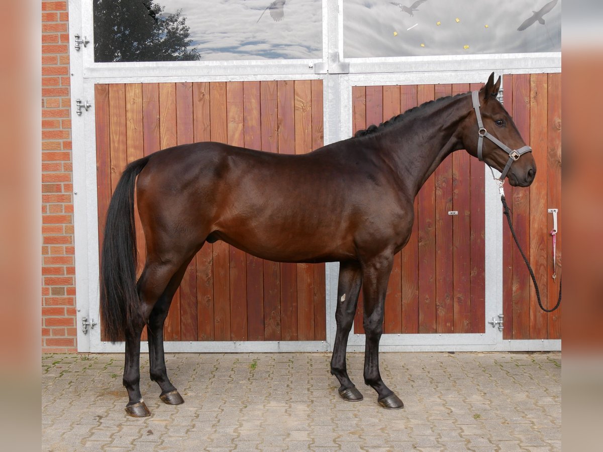 Westphalian Gelding 2 years 16,1 hh in Dorsten