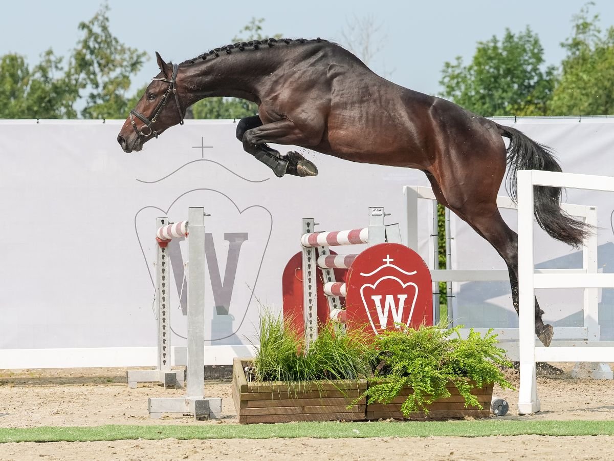 Westphalian Gelding 2 years 16,2 hh Brown in Münster