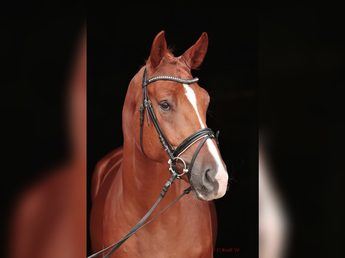 Westphalian Gelding 2 years 16,3 hh Chestnut-Red in Saerbeck