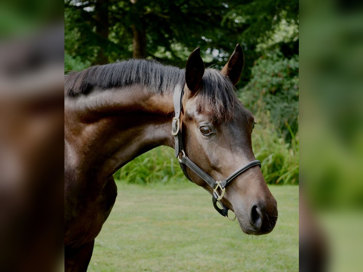 Westphalian Gelding 2 years 16 hh Brown in Duisburg