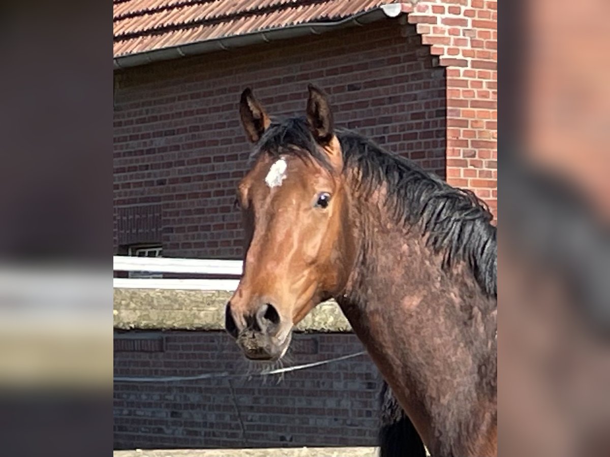 Westphalian Gelding 2 years 16 hh Brown in Heiden