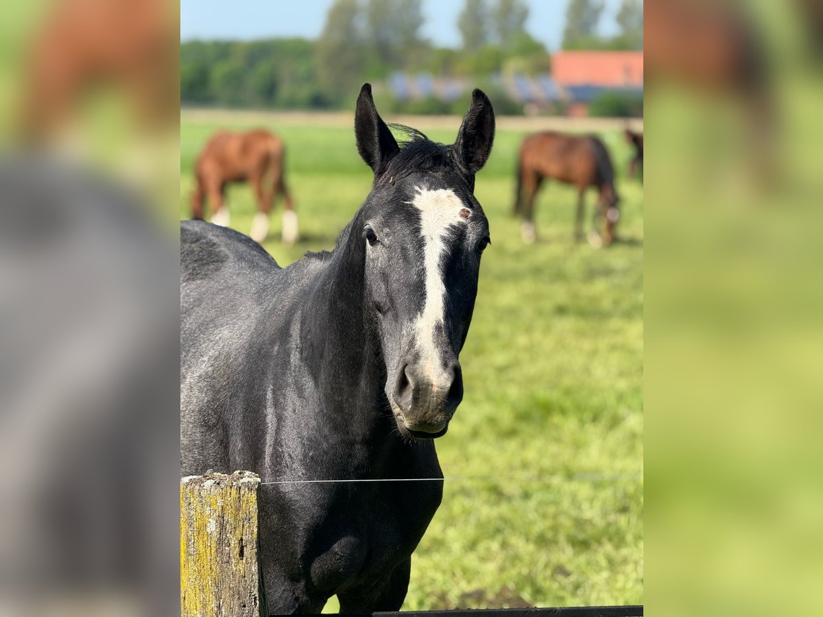 Westphalian Gelding 2 years 16 hh Grey in Ennigerloh