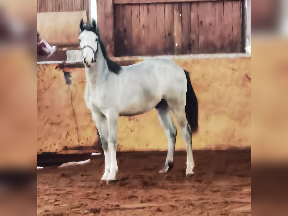 Westphalian Gelding 2 years 16,1 hh Gray in Frankenberg (Eder)