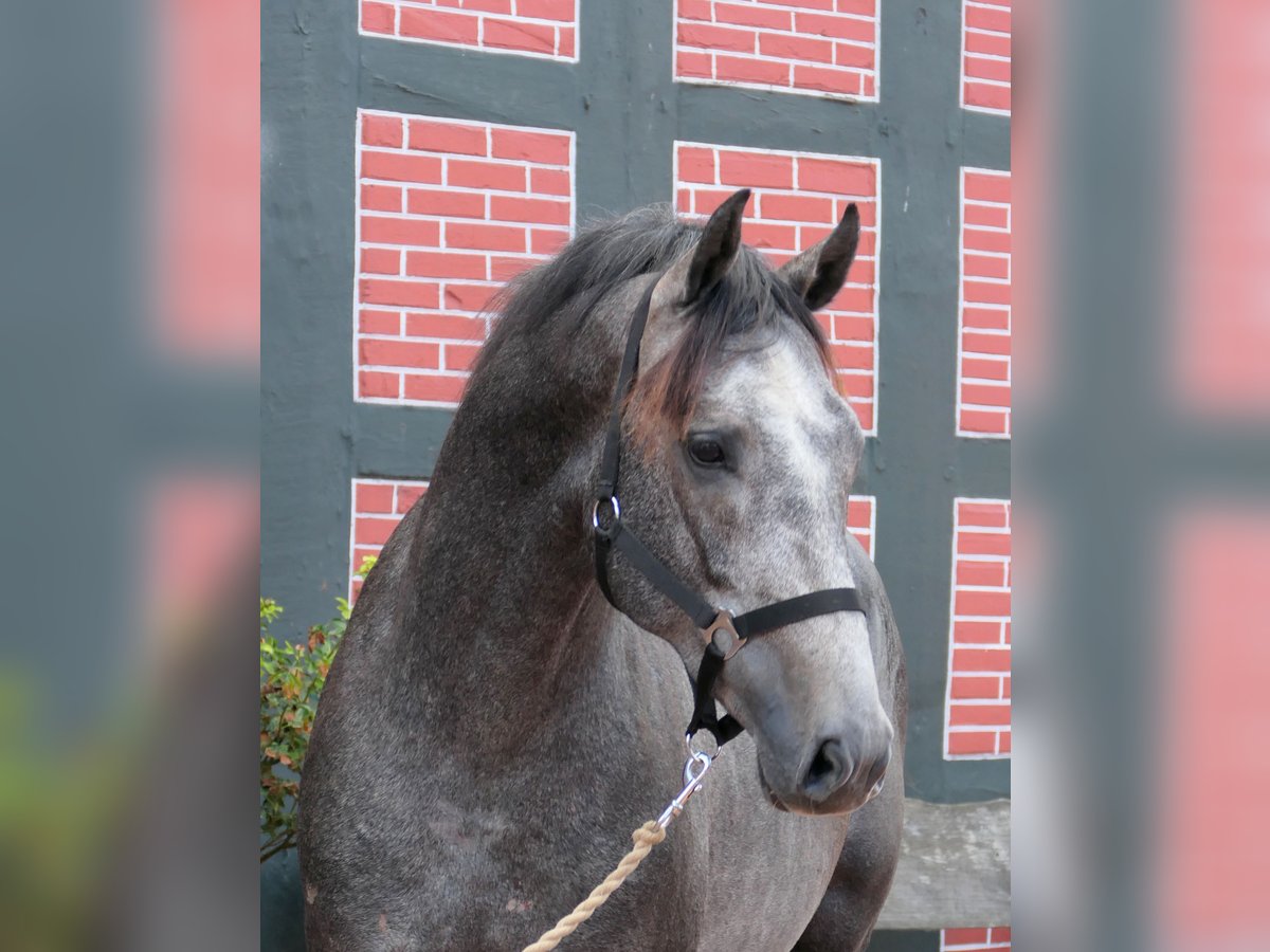Westphalian Gelding 2 years 16,1 hh Grey in Cappeln (Oldenburg)