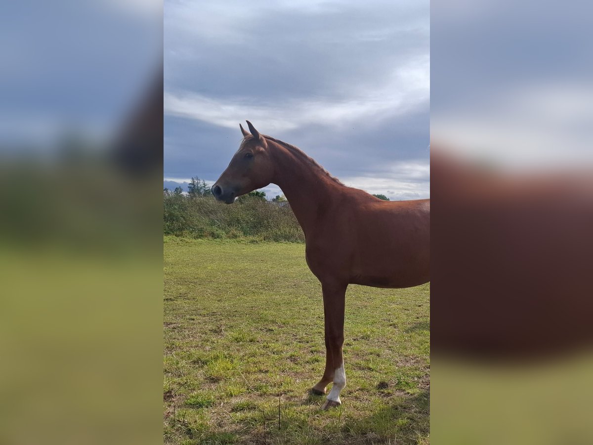 Westphalian Gelding 2 years 16,2 hh Chestnut in Lippstadt